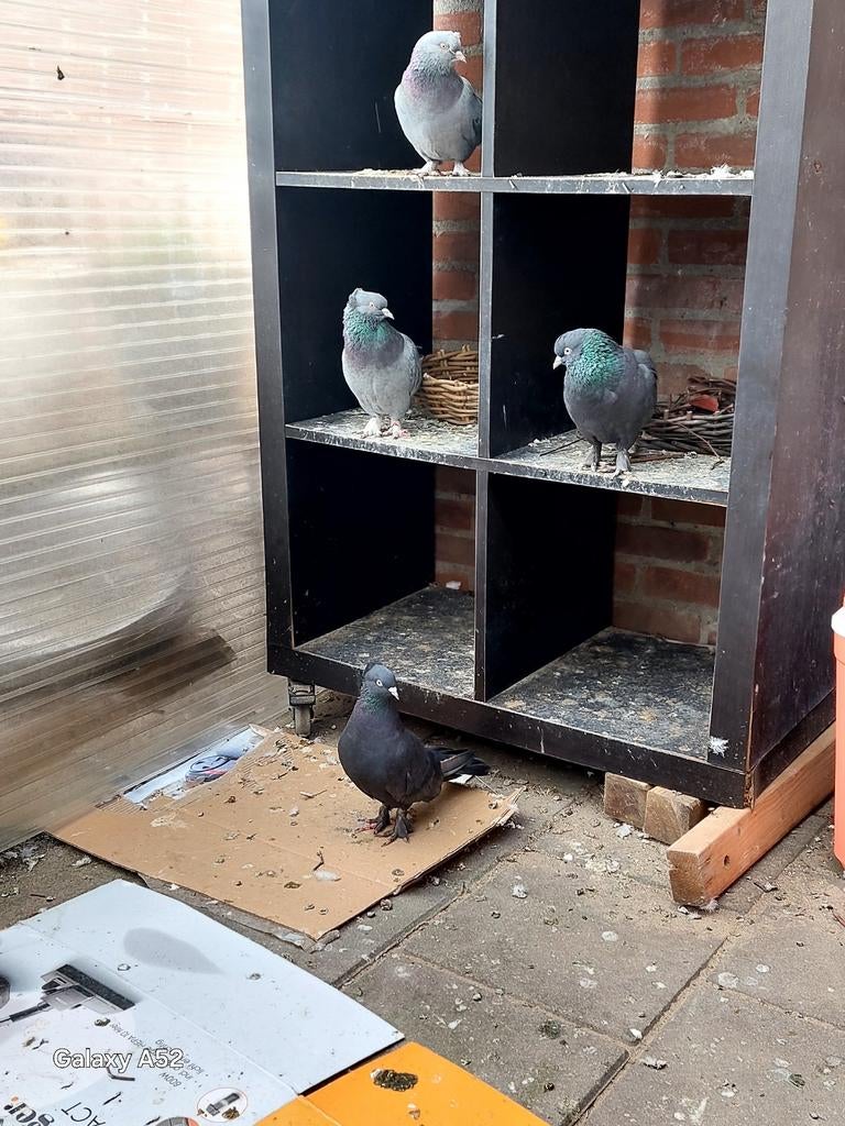 TAKLA AVRUPA SAMPIYONLARI BAKAMIYOM SATLIK 150 EURO