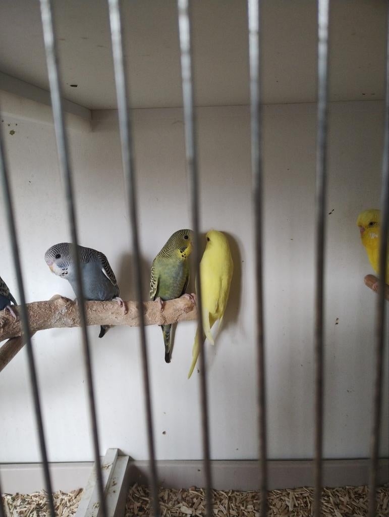 Jonge grasparkieten om tam te maken, Dieren en Toebehoren, Vogels | Parkieten en Papegaaien, Meerdere dieren, Parkiet, Geringd