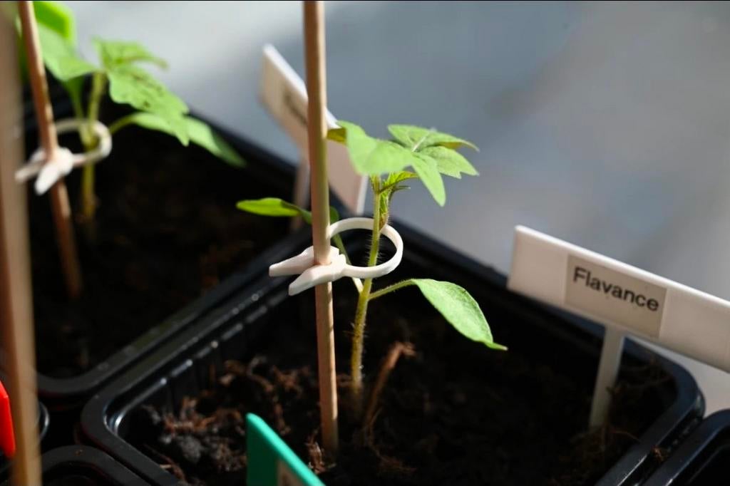 Plant Clips Set 100 250 500 1000 pcs Garden Support Reusable, Ophalen of Verzenden, Minder dan 100 cm