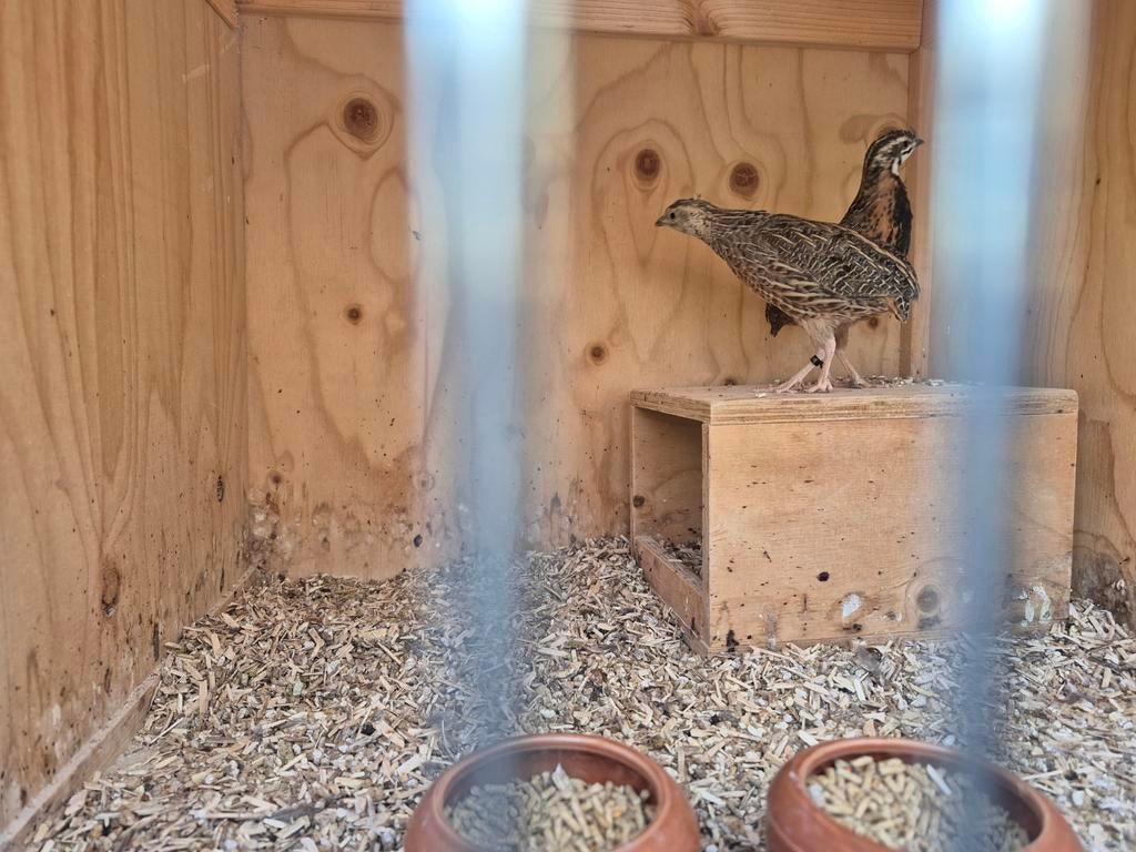 2 koppels harlekijn kwartels (gereserveerd), Meerdere dieren, Overige soorten
