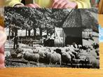 Ede schaapskooi, Verzenden, 1960 tot 1980, Gelopen, Gelderland