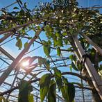 Portugese laurier leiboom - Prunus lusitanica 'Angustifolia', Tuin en Terras, Planten | Bomen, In pot, Bloeit niet, Leiboom, Halfschaduw