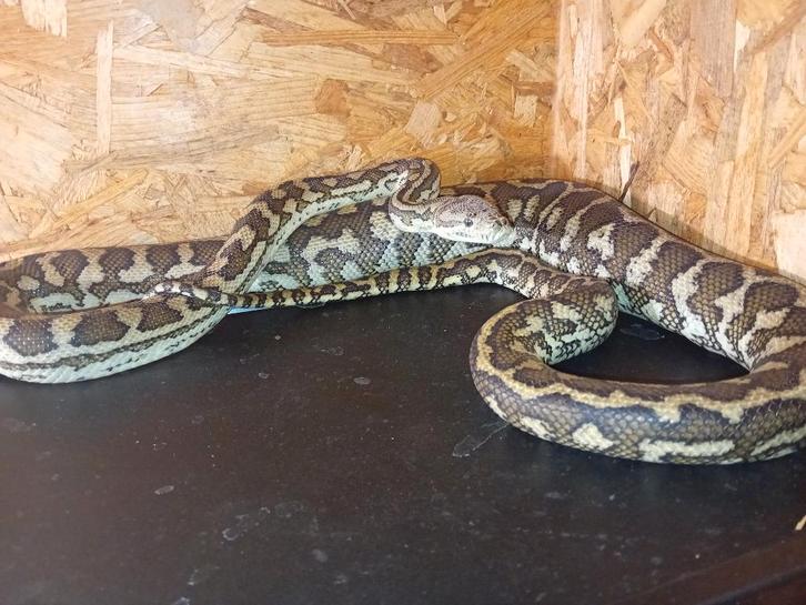 Morelia spilota het albino Green Tree Python - female for sale from Denny