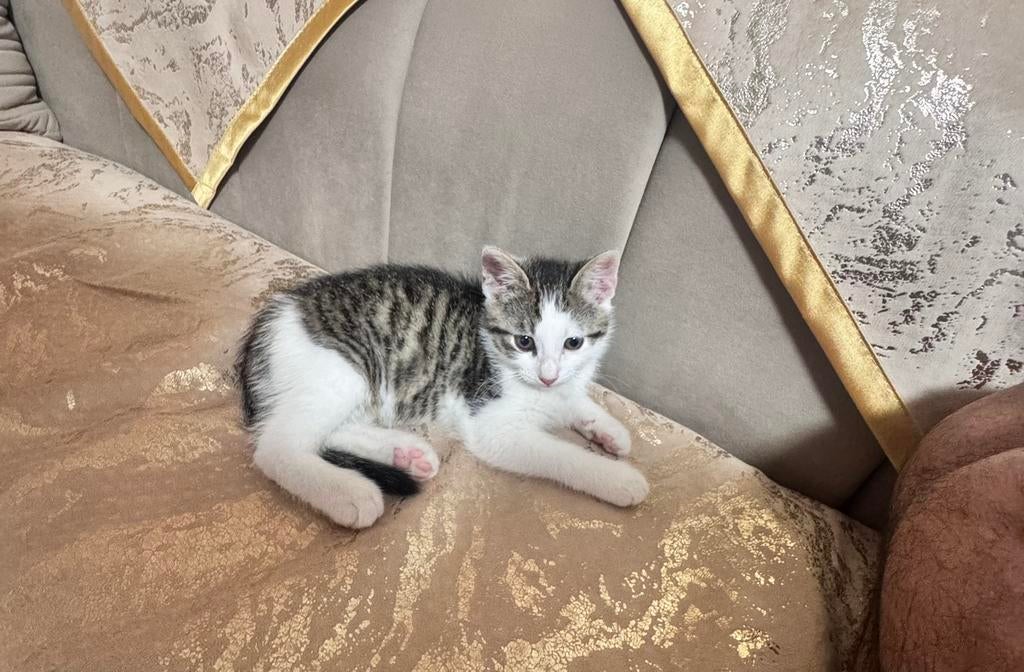 Adoptie, Meerdere dieren