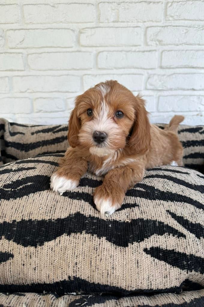 Maltipoo pups, maltexer x toy poedel, Dieren en Toebehoren, Honden | Retrievers, Spaniëls en Waterhonden, Parvo, Nederland, Overige rassen