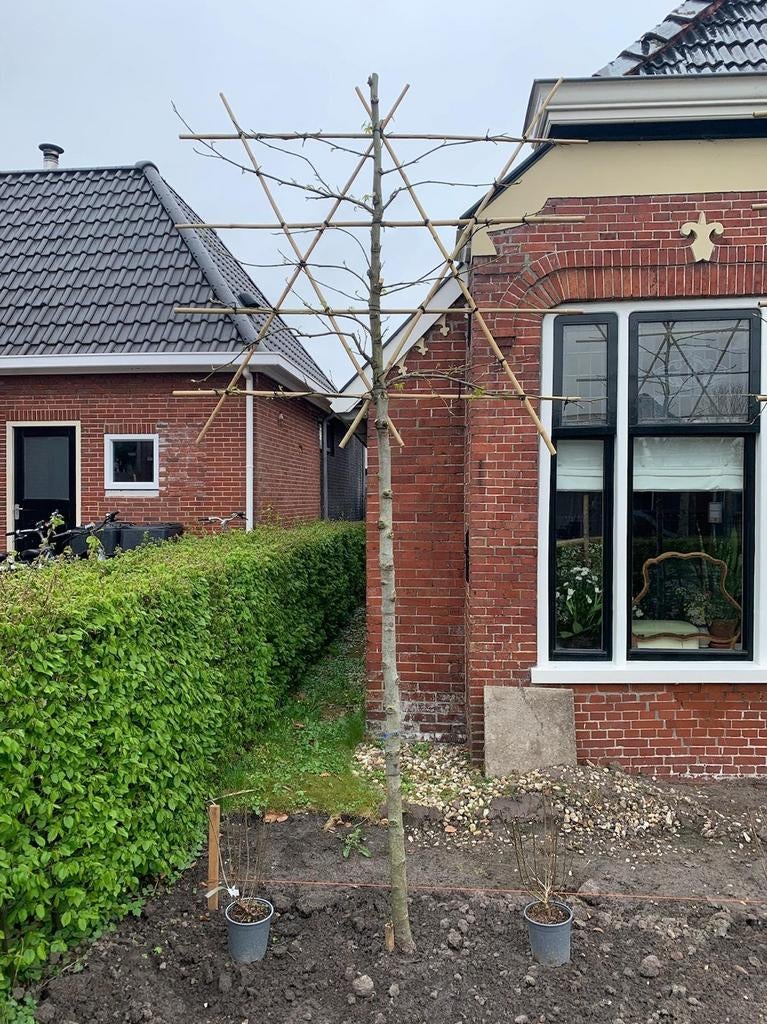 Amber leiboom 300 cm hoog, Ophalen, Volle zon, Leiboom, 250 tot 400 cm