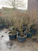 Blauwe bessen planten/struiken, Tuin en Terras, Planten | Fruitbomen, Ophalen of Verzenden