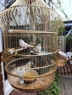 Man en vrouw witte zebravinken, Dieren en Toebehoren, Meerdere dieren