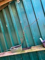 Hidrângea periolaris/ klimhortensia, Ophalen, Overige soorten, Volle zon