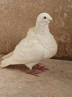 Gorguero Spaanse kropper, Meerdere dieren, Kropper