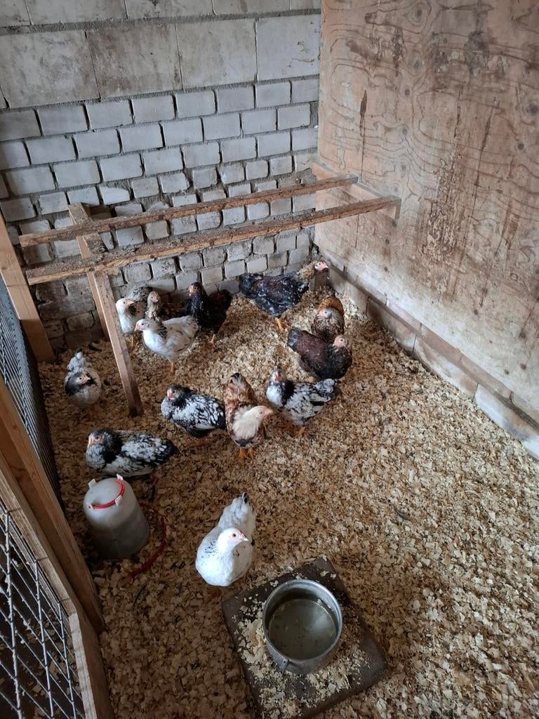 Wyandotte krielhanen, Dieren en Toebehoren, Pluimvee, Mannelijk, Kip