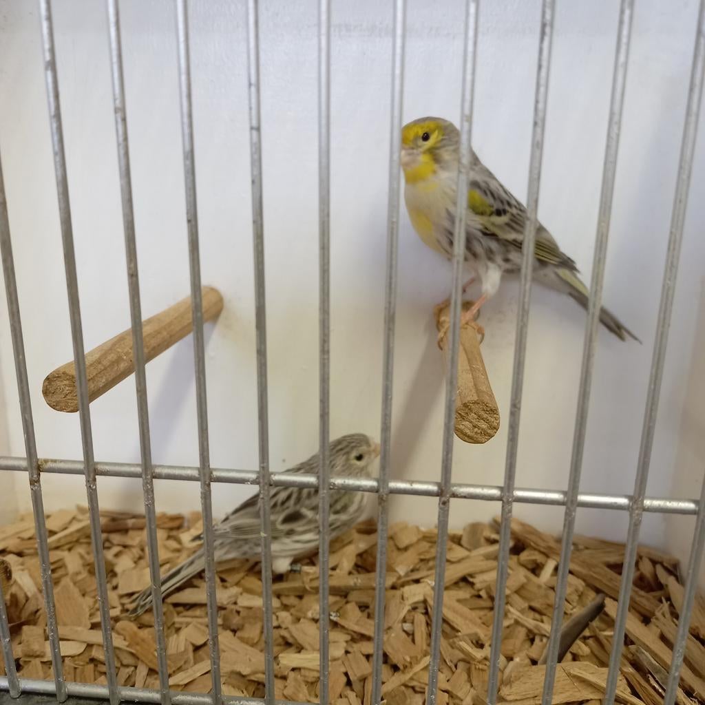 2 koppels agaat opaal geel., Dieren en Toebehoren, Vogels | Kanaries, Meerdere dieren, Kleurkanarie