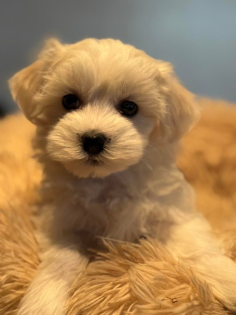 Beeldschone mini Maltipoo pups. Geschikt bij allergie, Poedel, Parvo, Nederland, 8 tot 15 weken