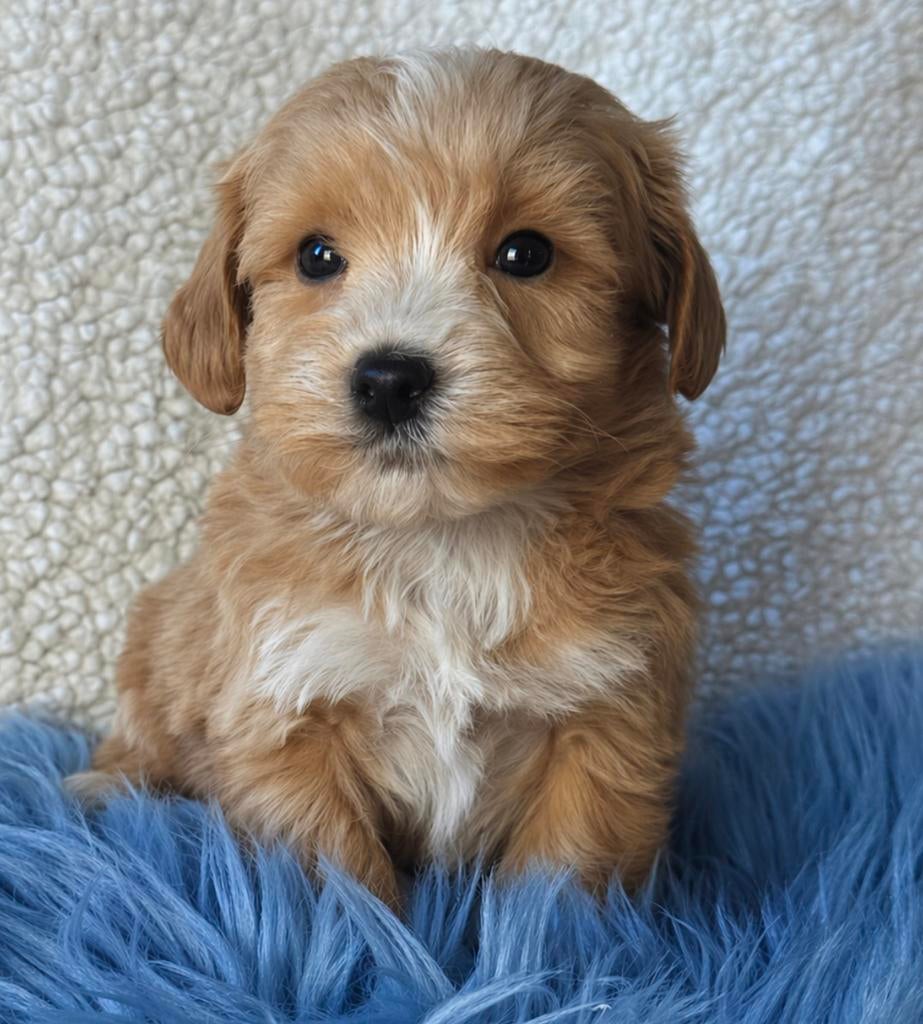 Maltipoo pups  teefje 1750€ super mooi reu 1650, Nederland, Parvo, Overige rassen, 8 tot 15 weken