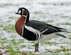 Te koop roodhals man, Mannelijk, Gans of Zwaan