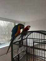 Koppel ara papegaai, Meerdere dieren, Papegaai, Tam