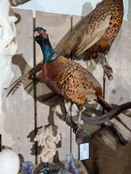 opgezette bosfazant fazant jacht vogel hert haan, Ophalen, Zo goed als nieuw, Vogel, Opgezet dier