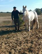 Brave 7 jarige Boulonnais ruin Bo (Frans trekpaard), Ruin, Recreatiepaard