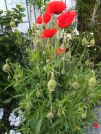 Klaproos Groot zaden, Papaver rhoeas, Verzenden, Volle zon