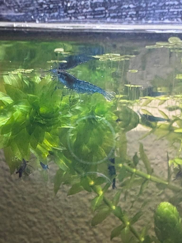 Blauwe garnalen, Kreeft, Krab of Garnaal