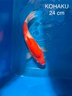Te koop: Prachtige Kohaku koikarper Import, Drie personen of meer, Ticket of Toegangskaart