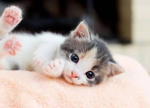 KITTEN GEZOCHT, Geslacht onbekend, Ontwormd, 0 tot 2 jaar