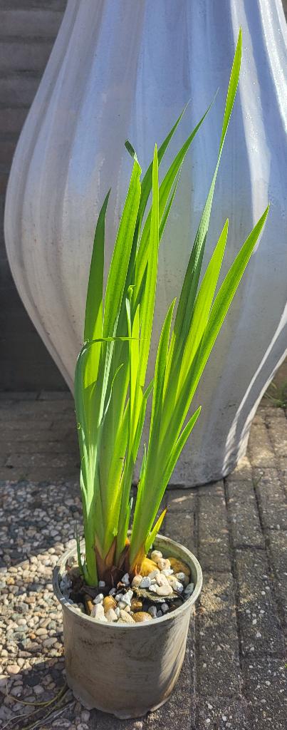Vijverplant gele Lis (Iris pseudacorus), Ophalen, Nieuw