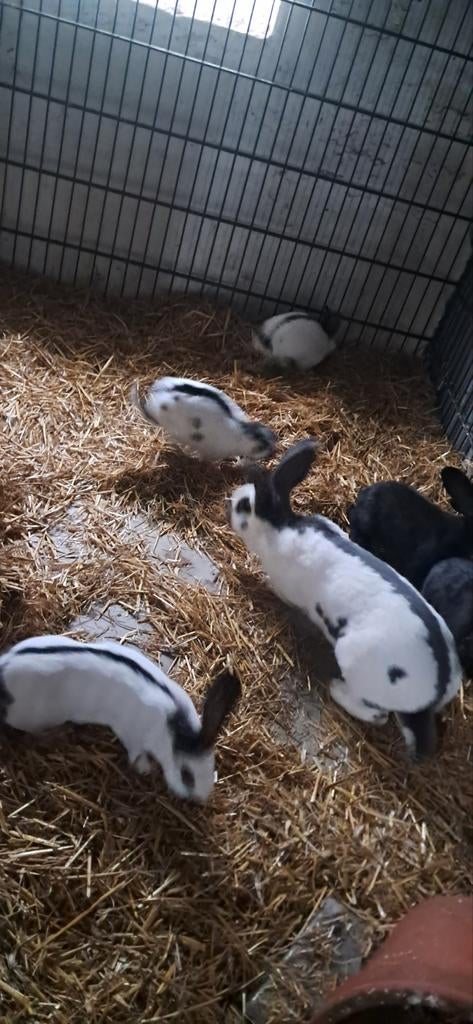 Lotharinger konijnen, Dieren en Toebehoren, Konijnen, Meerdere dieren, Groot, 0 tot 2 jaar