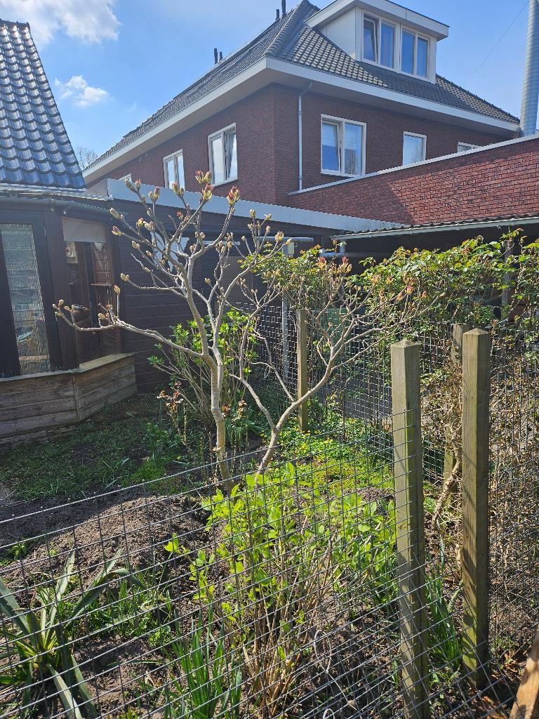 TWEE PRACHTIGE PAARDEKASTANJE BOOMPJES., Tuin en Terras, Planten | Bomen, Ophalen, Volle zon, Overige soorten