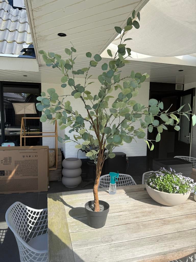 Kunstboom eucalyptus- 125 cm hoog, Bloeit niet, Overige soorten, 100 tot 250 cm, Ophalen