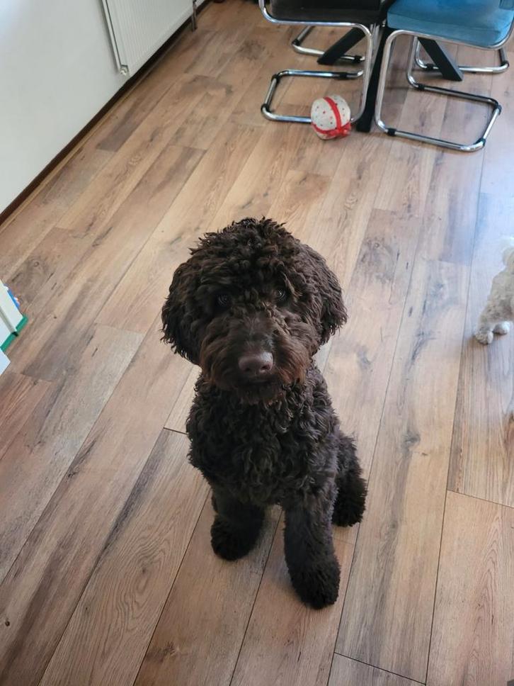 Baasje gezocht, Dieren en Toebehoren, Honden | Niet-rashonden, Groot, Reu, Particulier, Eén hond, Nederland, 15 weken tot 1 jaar