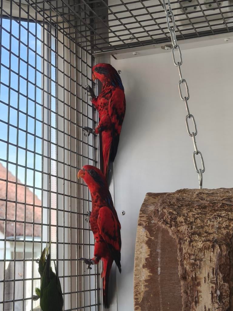 Blauwstreep Lori's, Dieren en Toebehoren, Meerdere dieren, Papegaai