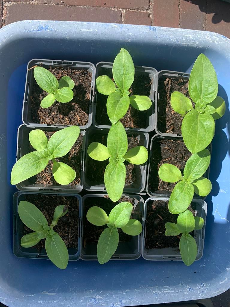 Zonnebloem plantjes, Overige soorten, Volle zon, Eenjarig, Ophalen of Verzenden