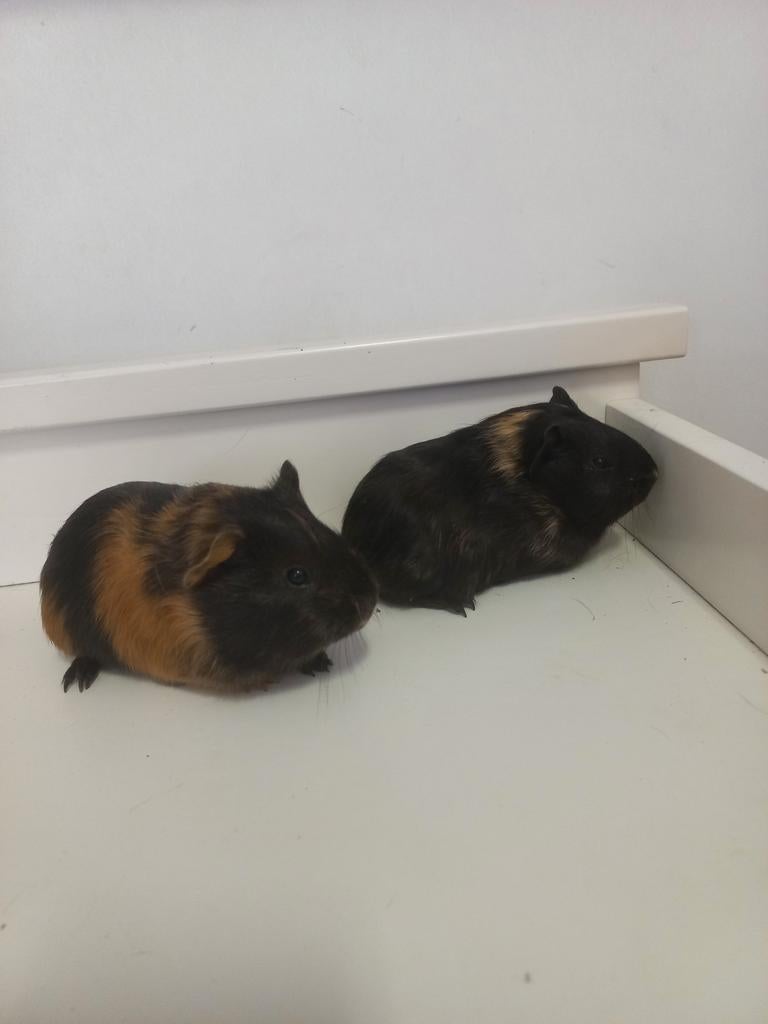 Jonge cavia's te koop, Dieren en Toebehoren, Meerdere dieren, Tam, Maart, Cavia