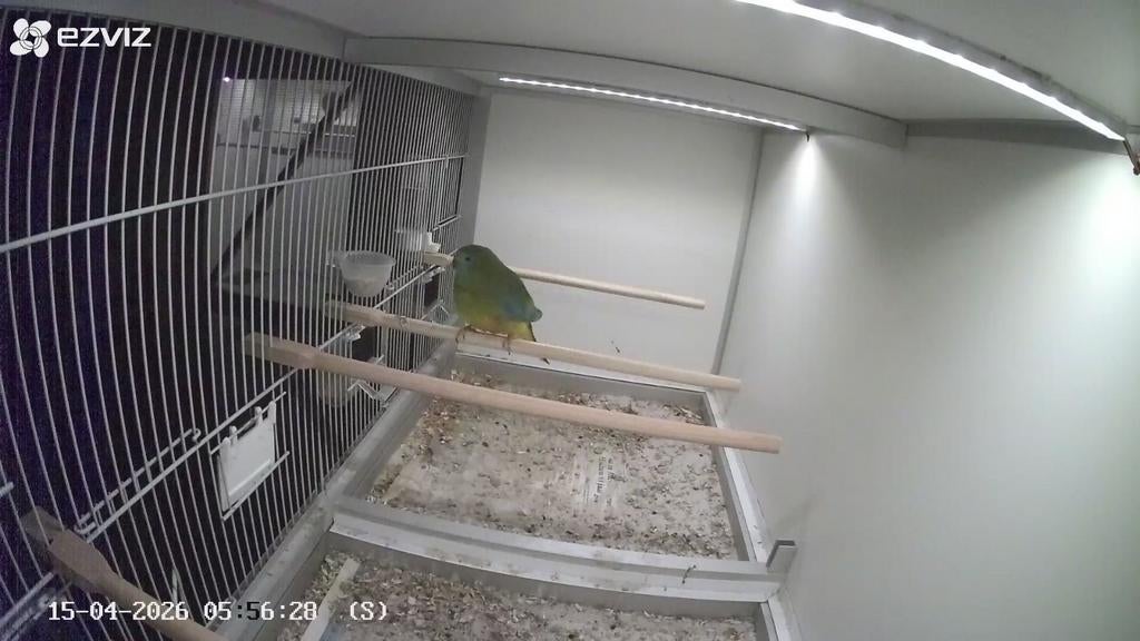 Turquoisine parkiet, Dieren en Toebehoren, Vrouwelijk