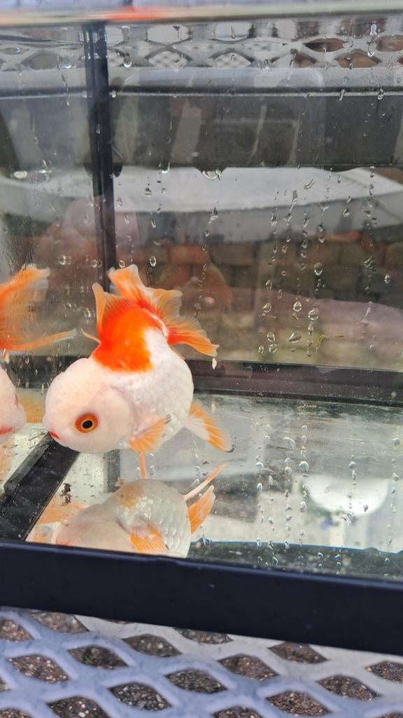 Oranda goudvis, Dieren en Toebehoren, Goudvis(sen)