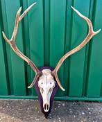Grote hertenschedel met gewei op houten plaat, Ophalen, Zo goed als nieuw, Hert, Gewei of Kop