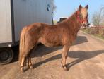 Zeer mooi gekleurde lieve en brave Apony merrie!!, Dieren en Toebehoren, Pony's, A pony (tot 1.17m), 3 tot 6 jaar, Recreatiepony