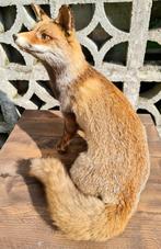 Opgezette vos, Verzamelen, Dierenverzamelingen, Ophalen, Gebruikt, Wild dier, Opgezet dier