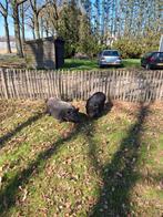 3 leuke Micro varkens, Meerdere dieren, Varken, 6 jaar of ouder