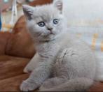 Kitten (poes) britse korthaar liefst wit of lilac GEZOCHT!, Poes