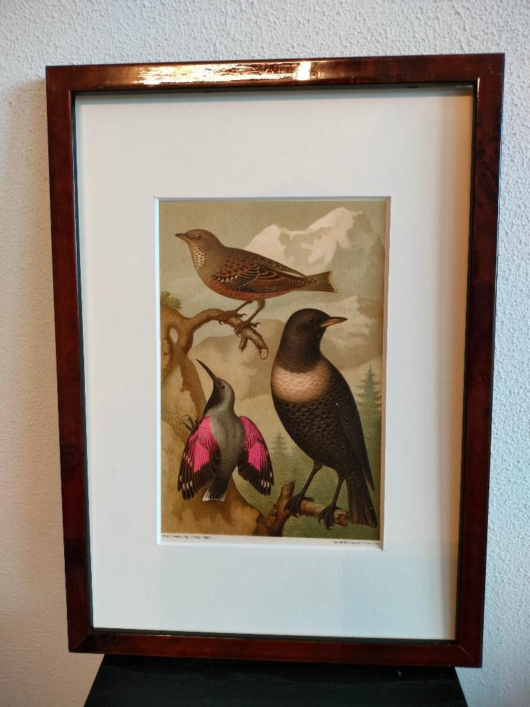 Chromolitho Litho A. Haase Praag Vogels Vogel Birds 1888, Ophalen of Verzenden