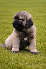 Kaukasische Owcharka herder  berghonden pups, Dieren en Toebehoren, Parvo, Nederland, Overige rassen, 8 tot 15 weken