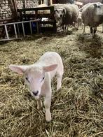Lammen en schapen tekoop, Dieren en Toebehoren, Meerdere dieren, Schaap, 0 tot 2 jaar
