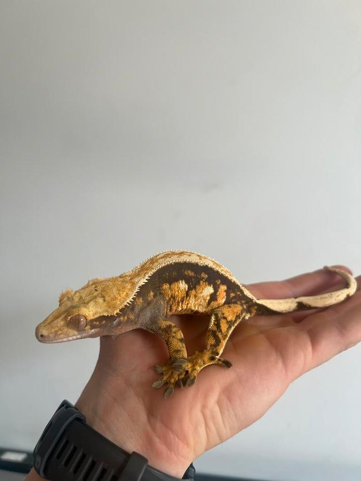 Wimper gekko vrouwtje tricolor