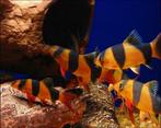 75000 vissen, malawi, discus, zalmen, tetra`s, gourami, cory, Dieren en Toebehoren, Vissen | Aquariumvissen, Vis