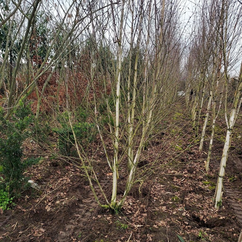 Opruiming meerstammige berken, Ophalen of Verzenden, Bloeit niet, Overige soorten, Volle zon