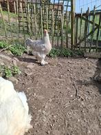 Brahma Isabel 2 hennen, groothoender., Dieren en Toebehoren, Pluimvee, Vrouwelijk, Kip