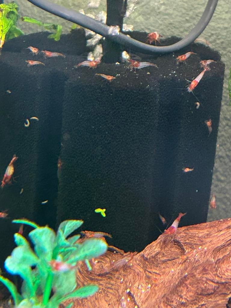 Red rili garnalen 10 voor €10, Dieren en Toebehoren, Kreeft, Krab of Garnaal