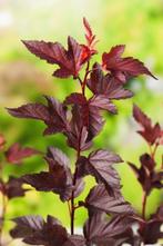 Physocarpus, blaas spirea, Tuin en Terras, Planten | Tuinplanten, Ophalen, Overige soorten, Volle zon